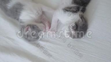 搞笑视频两只宠物可爱新生小猫睡觉团队在床上.. 宠物概念宠物概念。 小猫条纹
